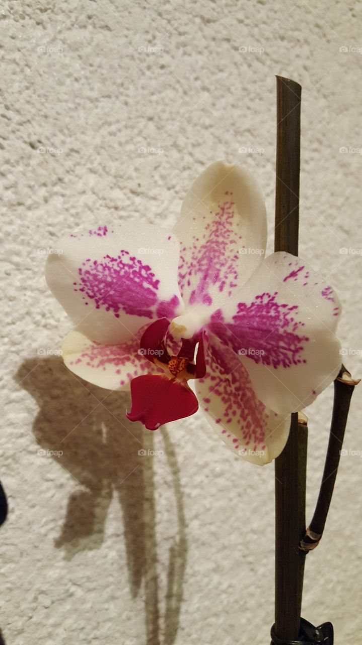 Wunderschöne Orchideen Blüte man sieht richtig wie schön sie glänzt