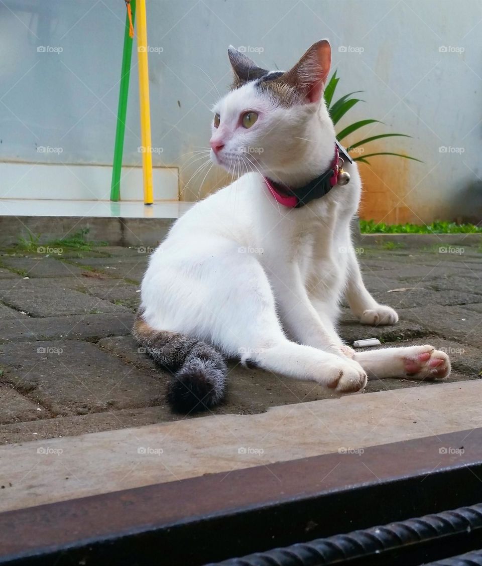 A female cat sit in front of sewer...