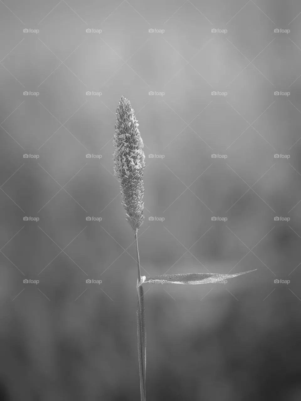Timothy plant