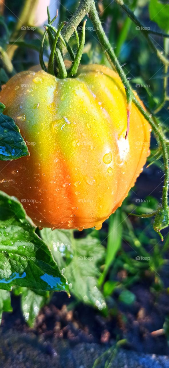 Pomodoro cuore di bue