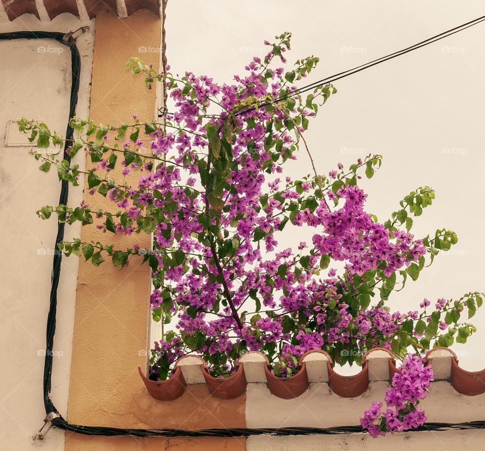 A Bougainvillea vines growing from rooftops and supported by cables