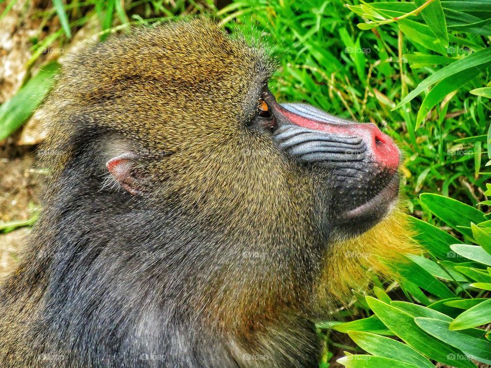 Mandrill Primate