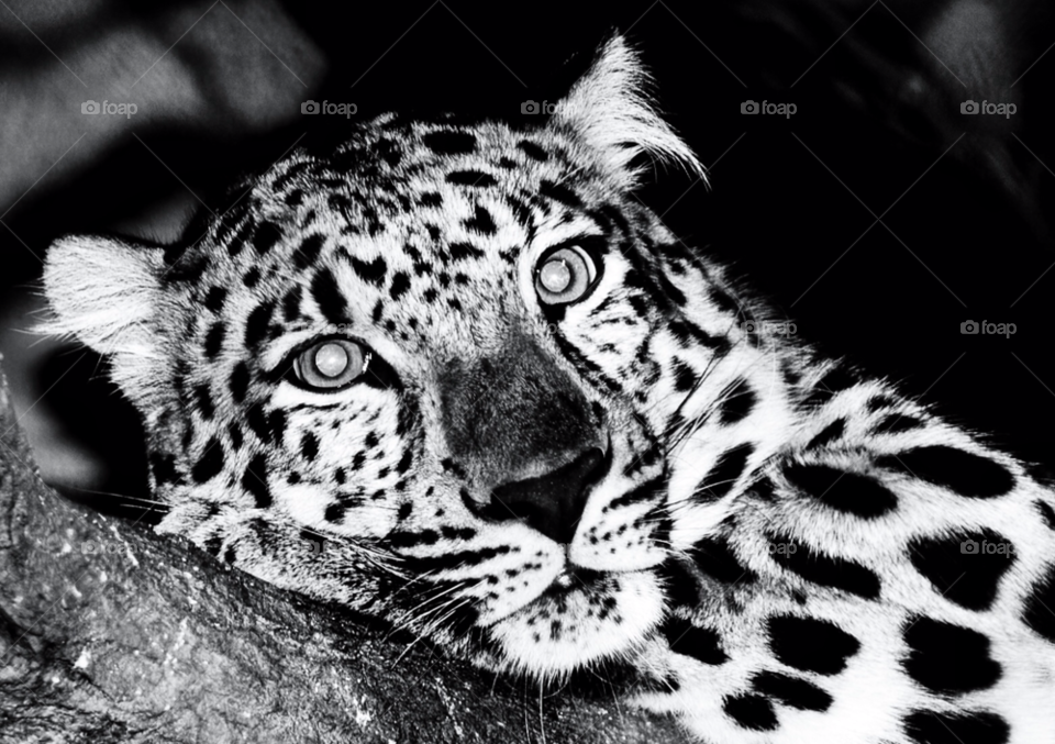 Leopard, Animal, Cat, Wildlife, Zoo