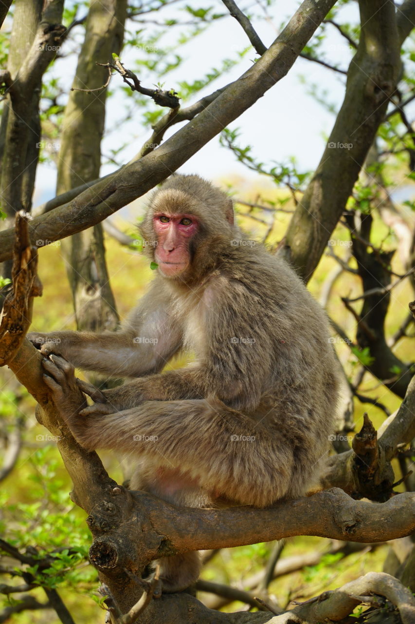 Macaque at iwatayama monkey park