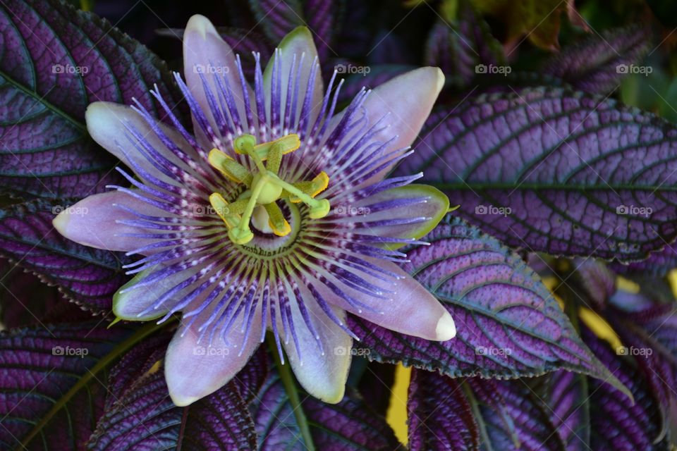 Full frame close-up of a purple passiflora or Passion Flower with Persian Shield leaves