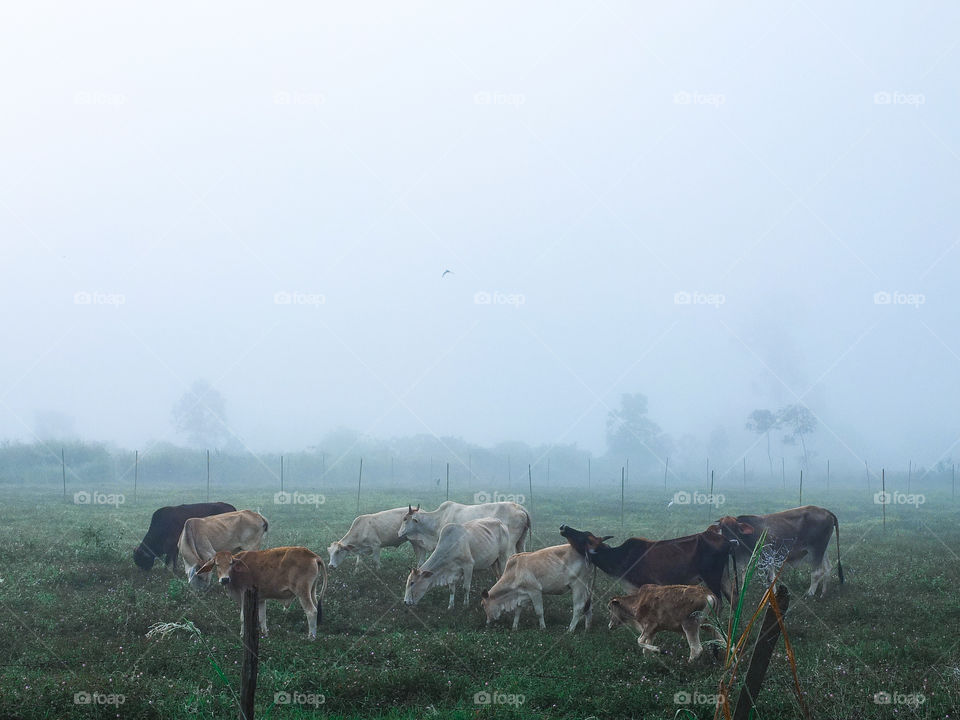 A cows at Thailand.. 💙📷