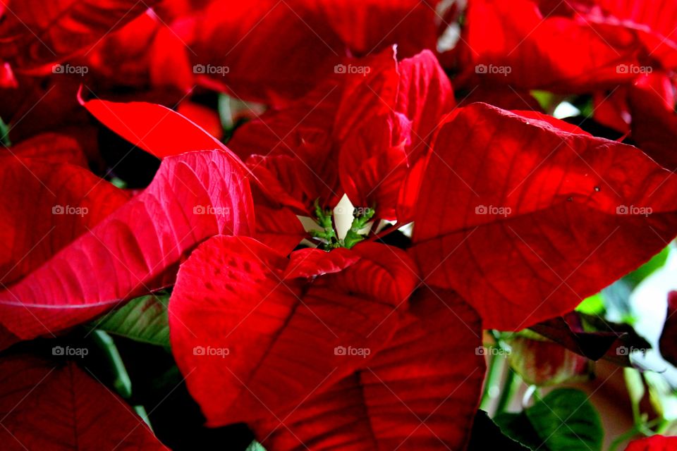 Poinsettia