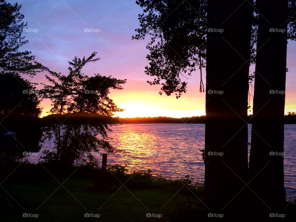 Silhouettes trees