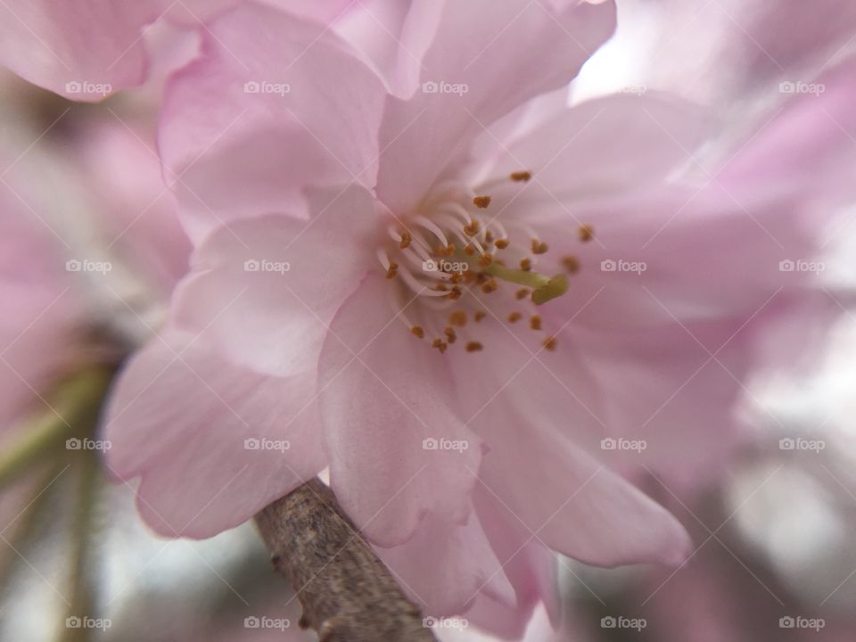 weeping cherry blossom