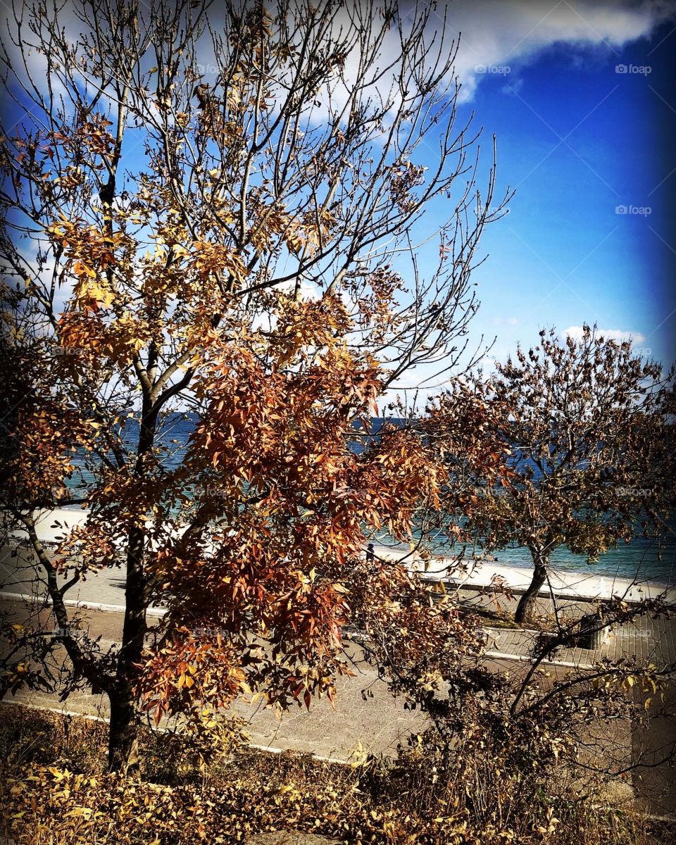 Let’s ask leaves 🍁 when exactly the real autumn will come…