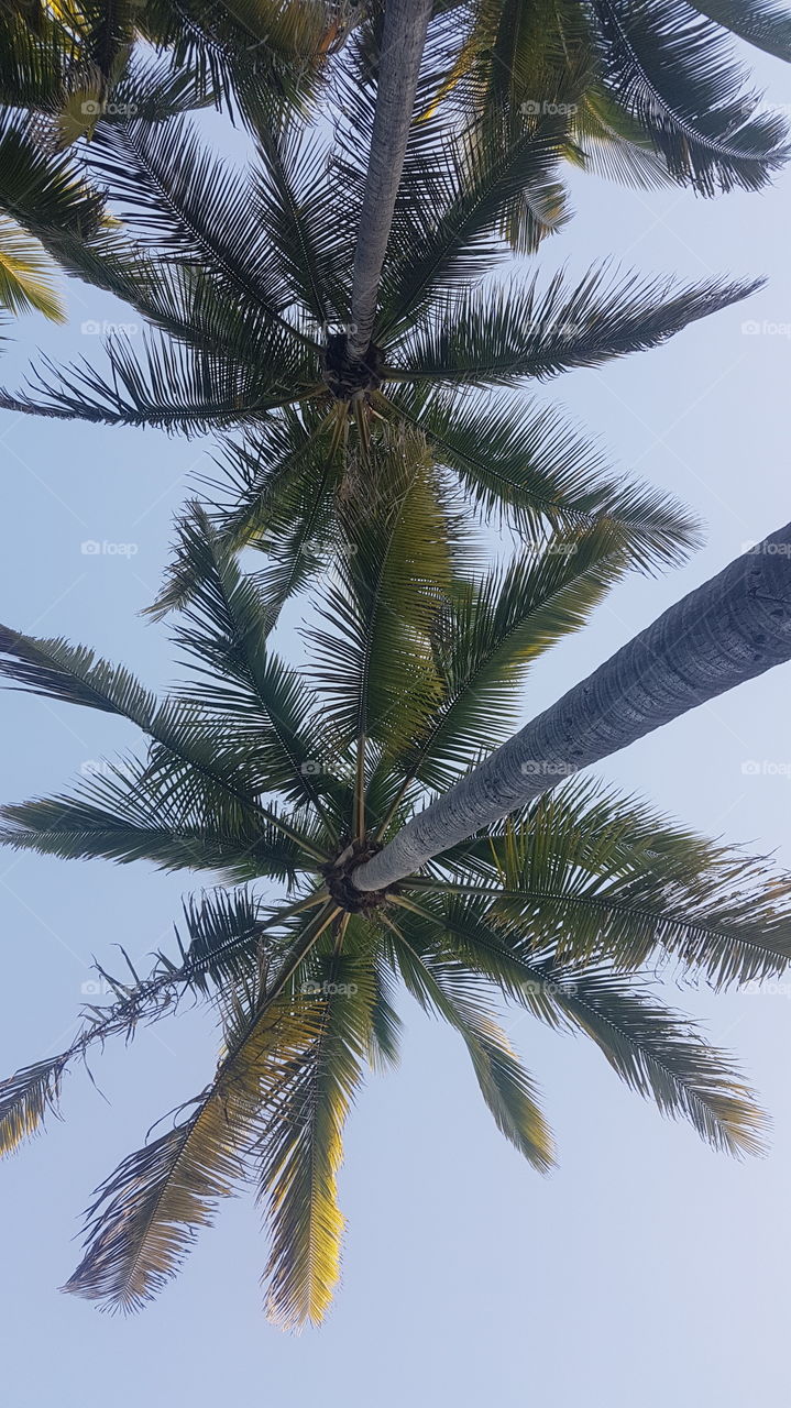 Coconut trees seen from below at the Punalu'u Black Sand Beach, Big Island, Hawai'i, USA