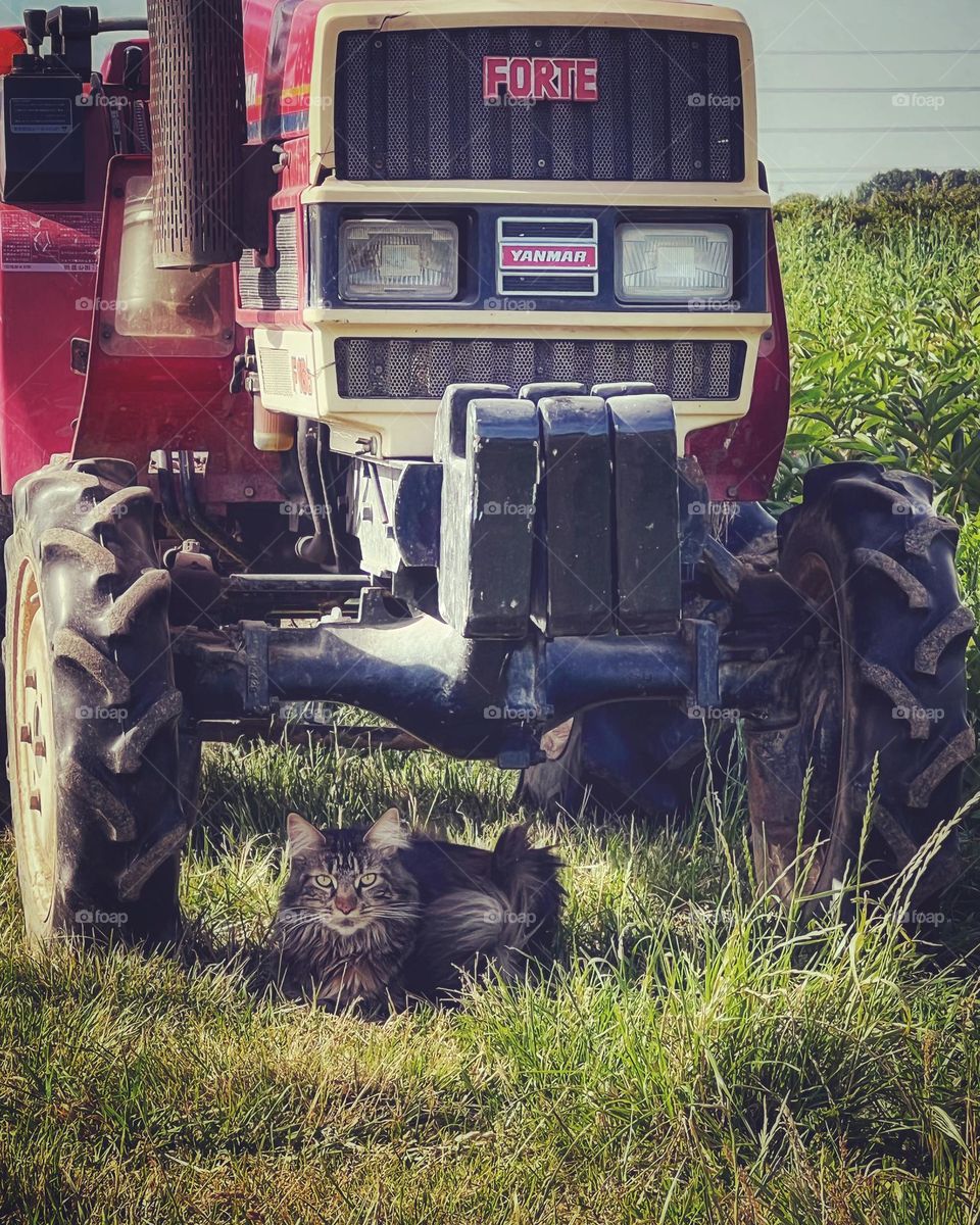 On the farm