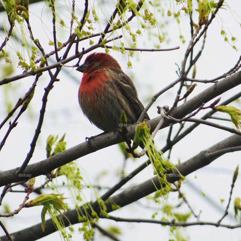 House Finch