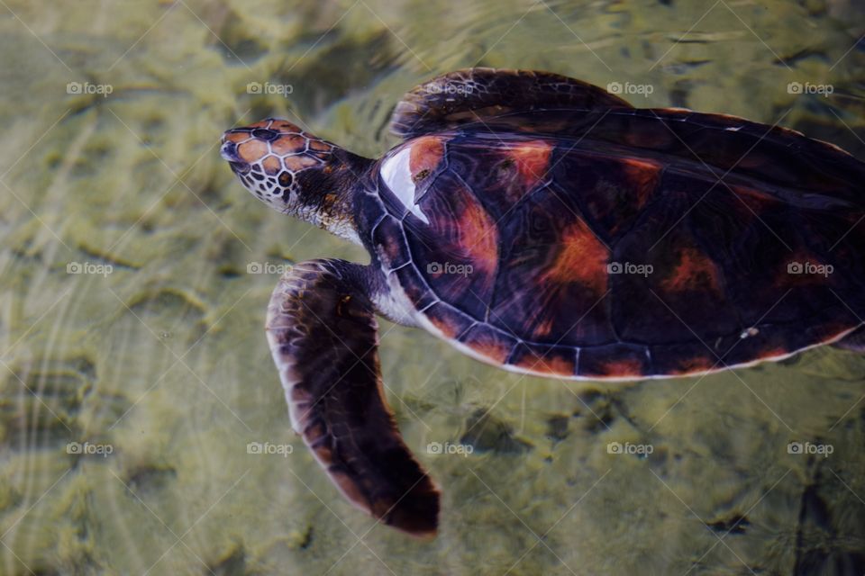 Turtle SriLanka with his beautiful shield. It's disabled but you can't really tell from this angle.