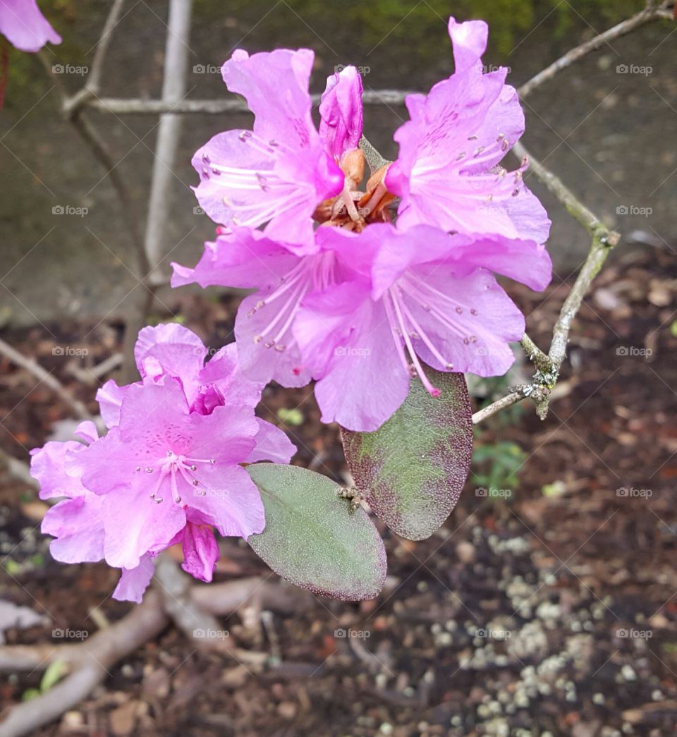 pink flowers