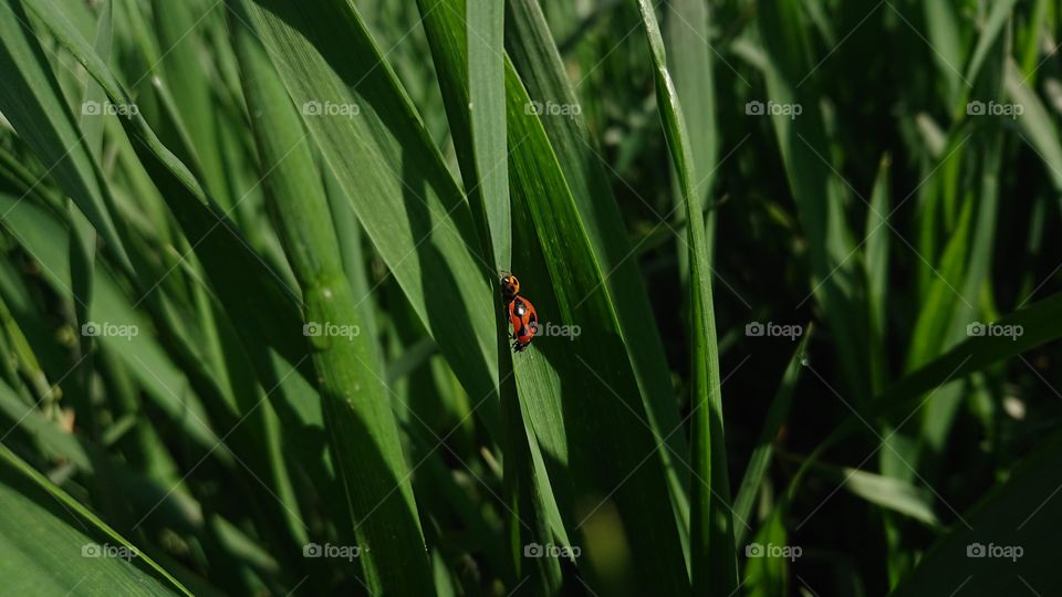 Ladybirds in grass