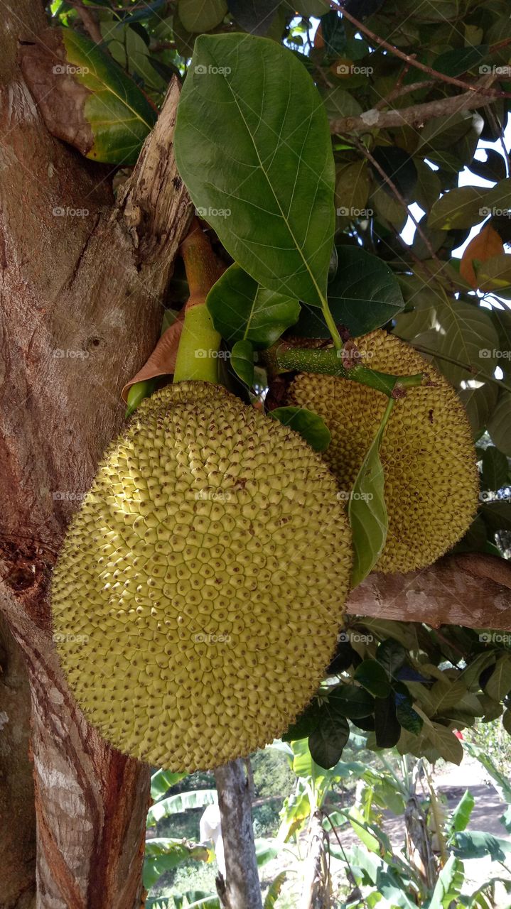 Jackfruit: the yummy tropical goodies