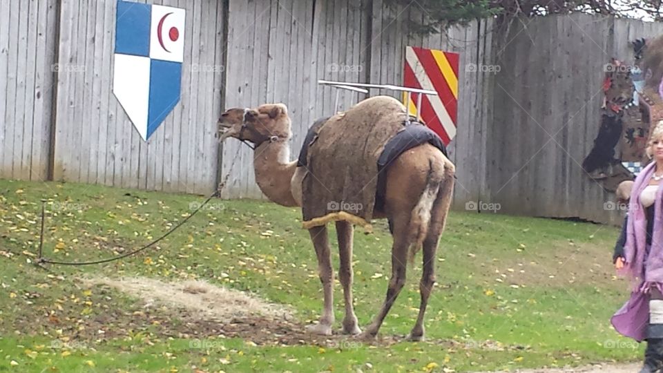 a camel at the renaissance fair in Maryland