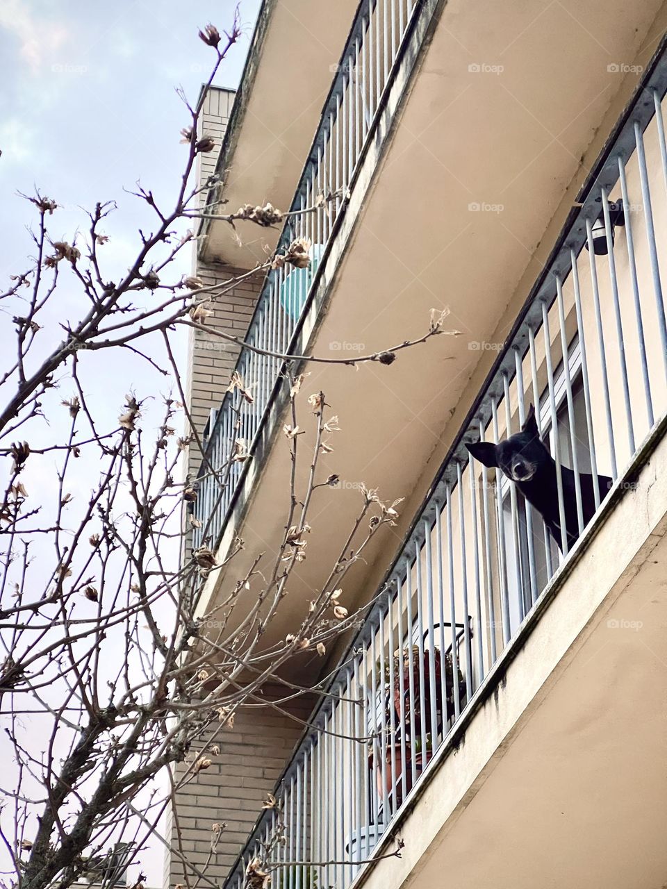 Dog in the balcony 