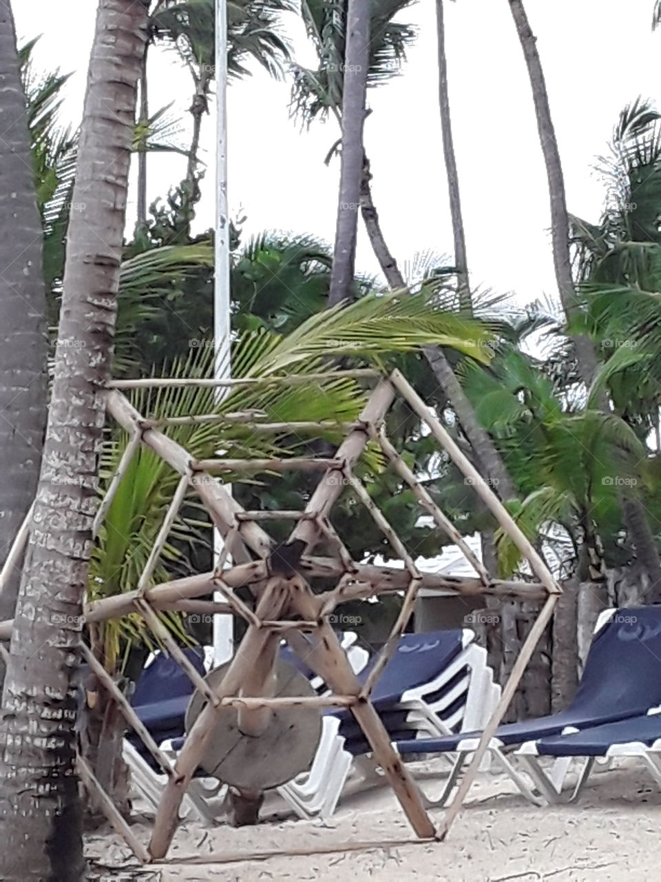 beach fungus frame