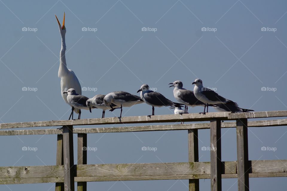 Birds at the Beach, Gulfport, Mississippi 