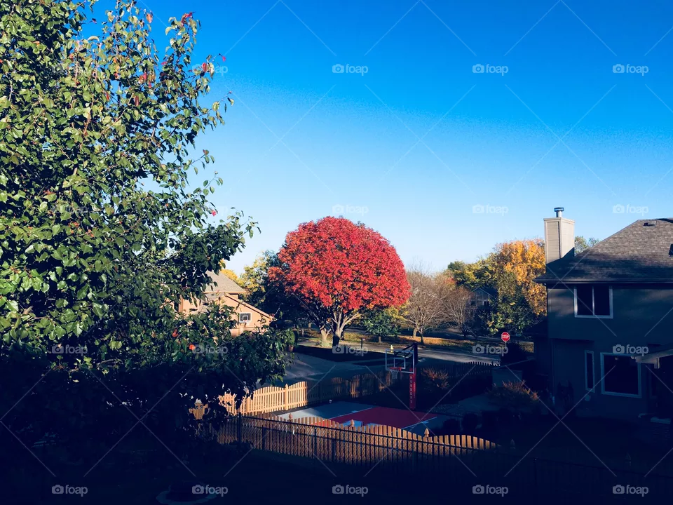 🍃🍂🍁