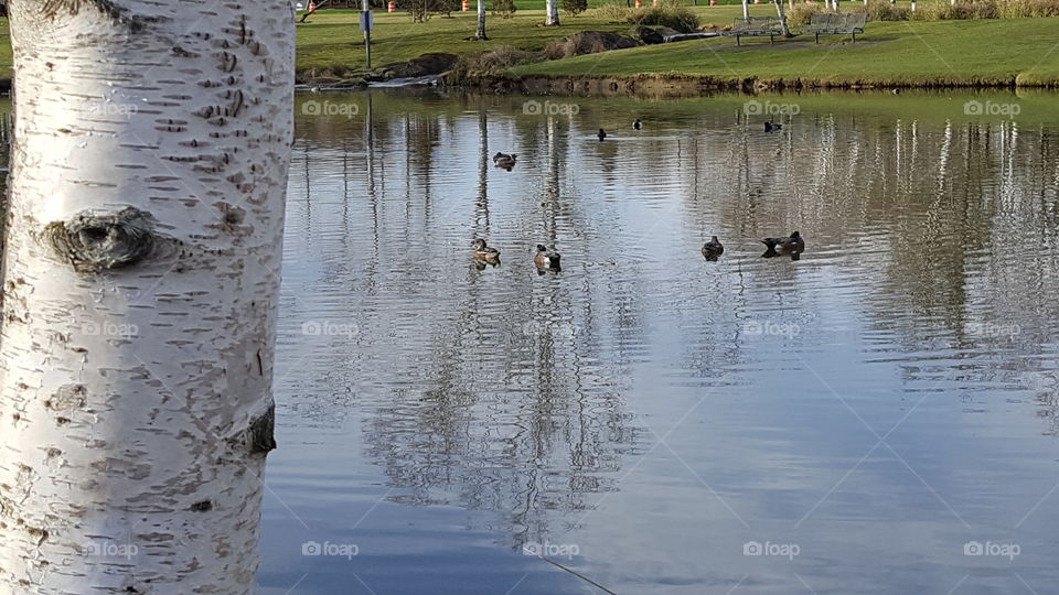 peeking around trees at the ducks