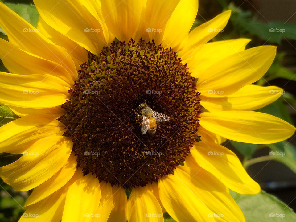 Bee pollinating in the center of a sunflower