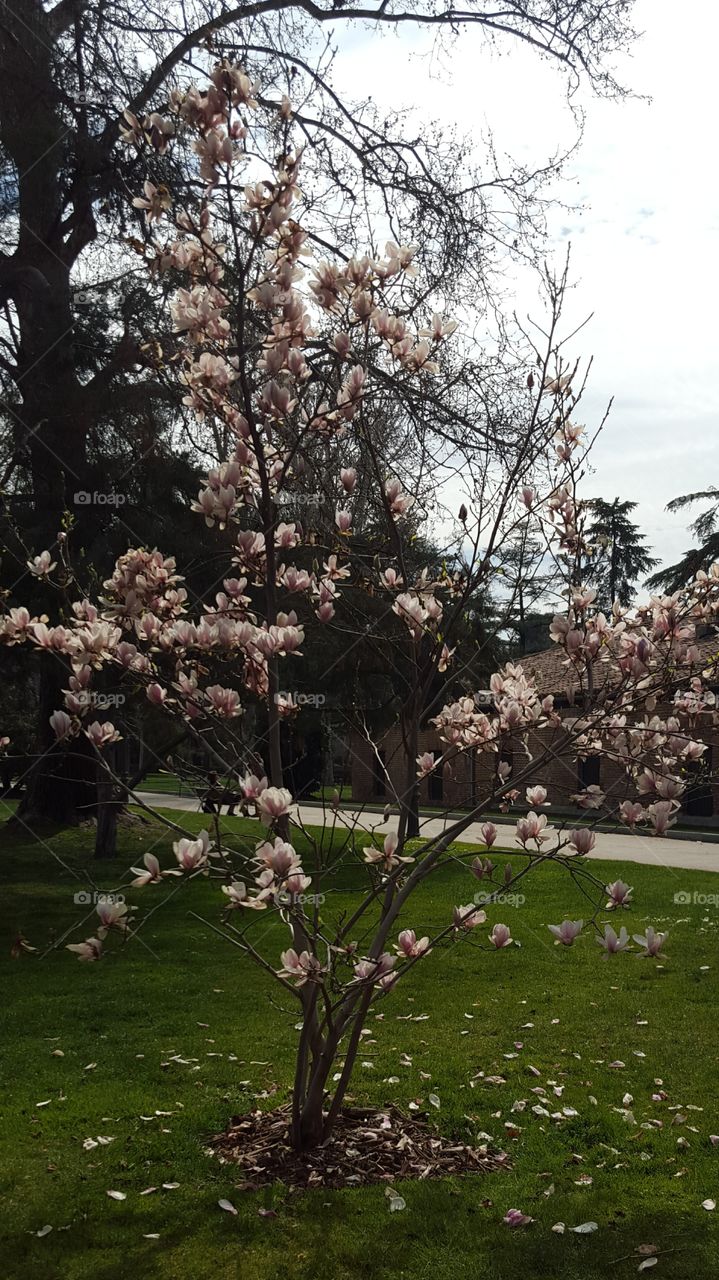 Cherry blossom beauty