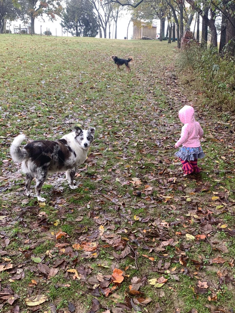 Dog walking a girl