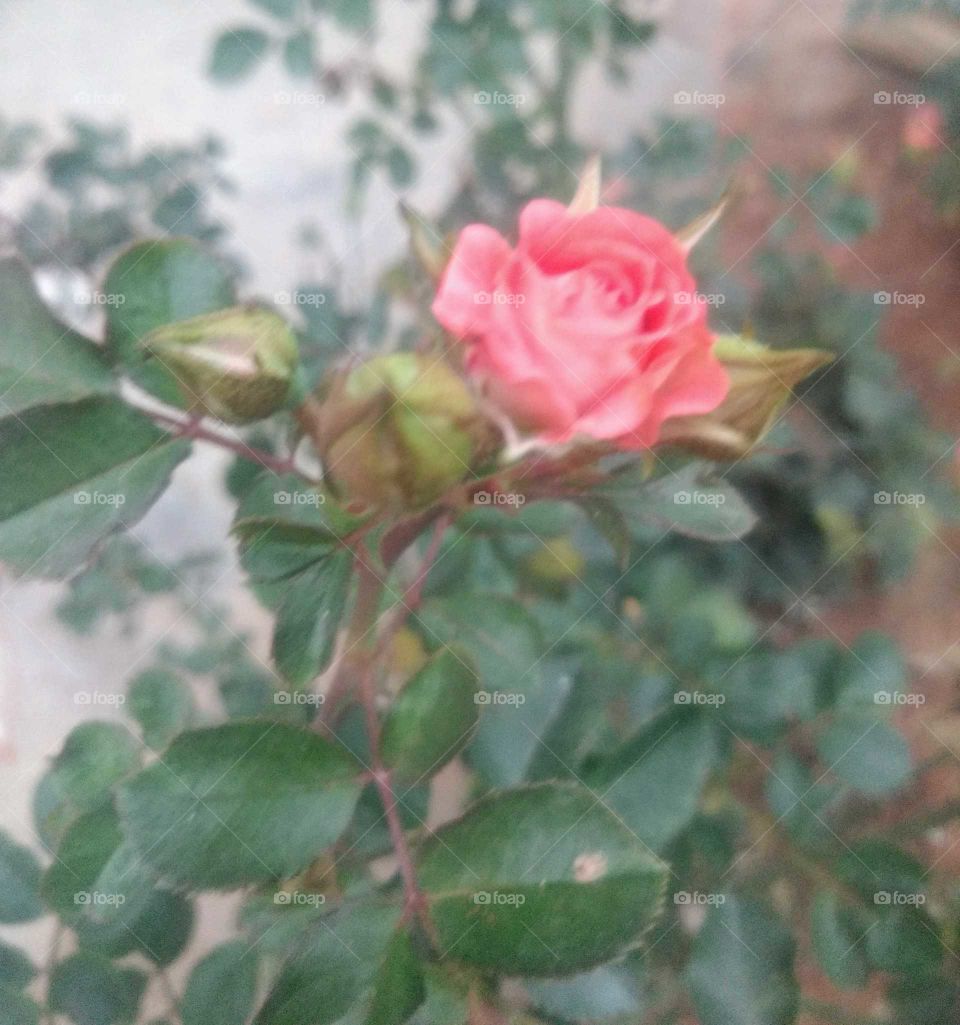 Beautiful Rose Flower Buds