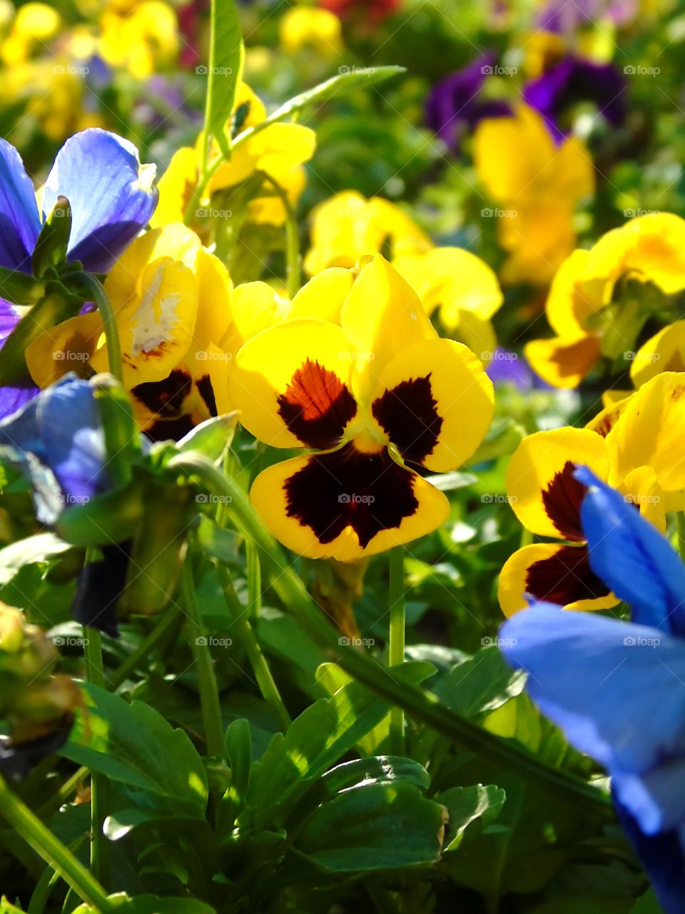 pansies