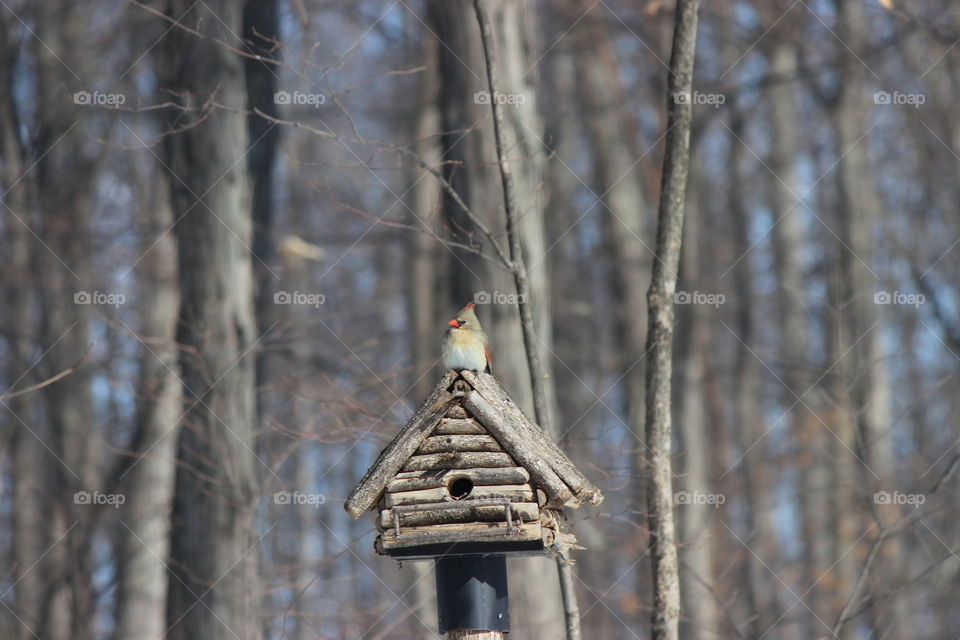 female cardinal. bird watching 