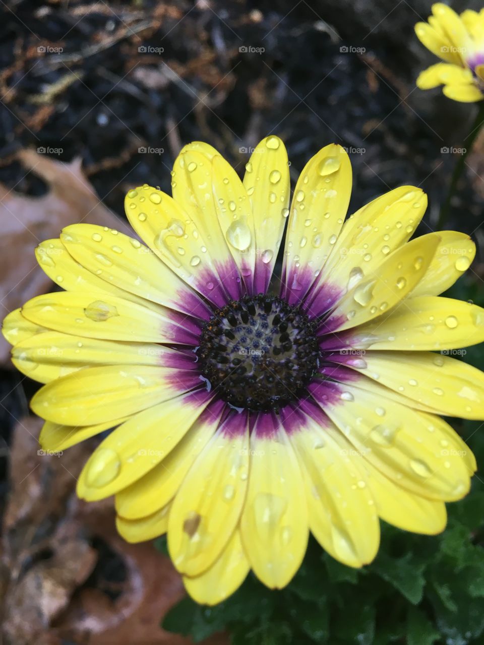 Morning dew on an open daisy