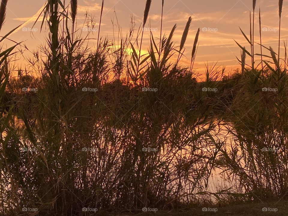 Cat Tails on the lake bed are thinning more and more along with the seasons high clouds above giving way to sunset colours. 