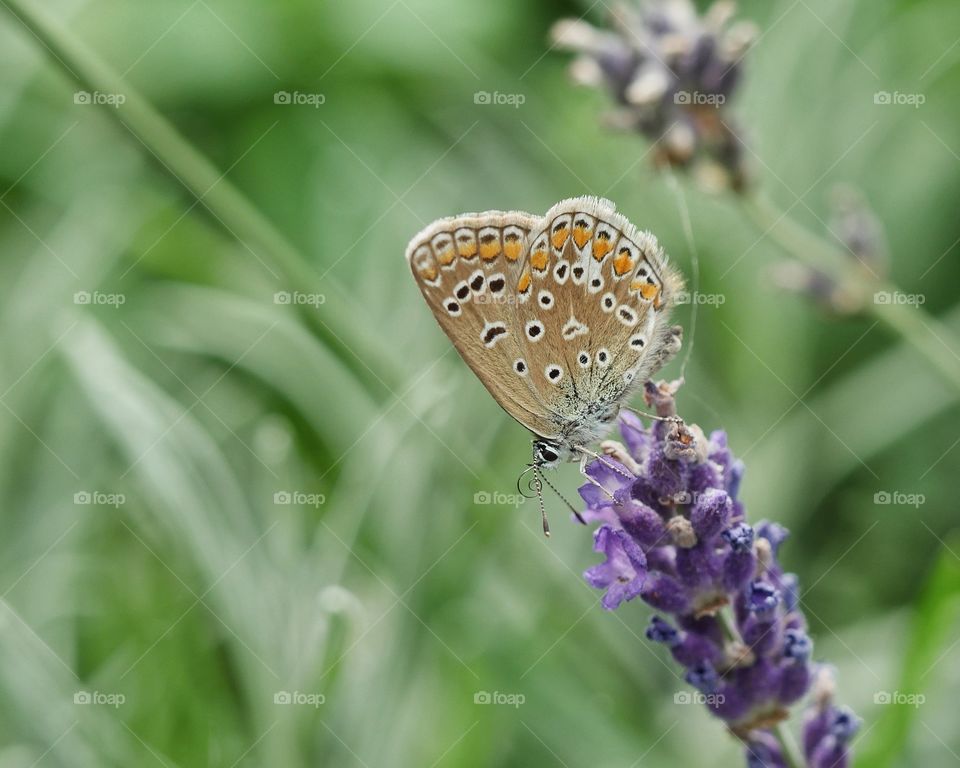 Small butterfly searching for nectar on lavender