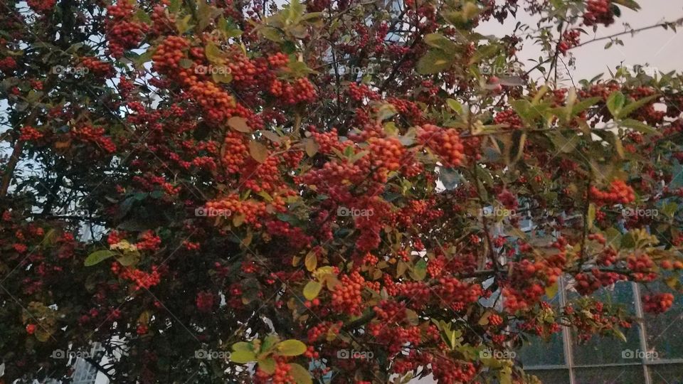 Berries tree