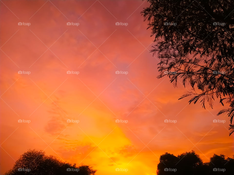tree view in twilight red and dark sky background.in Rajasthan India