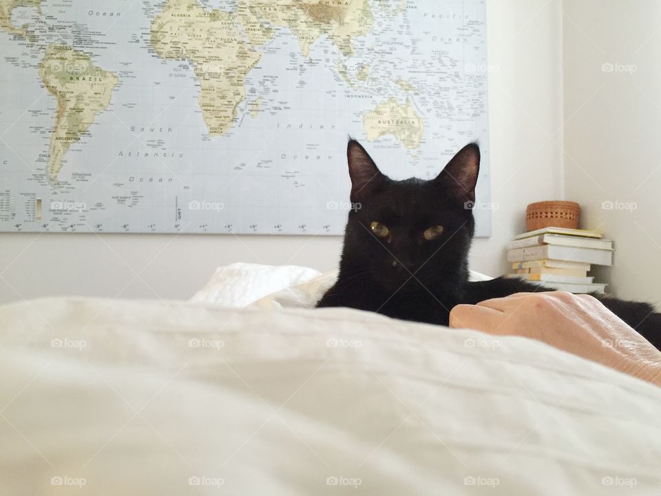 Black cat laying in bed 