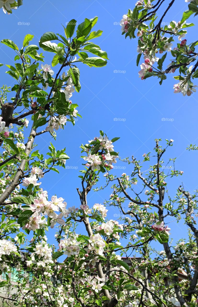 Heart touching & loving pictures of Apple tree blooms in Summer from Apple Town Shopian (Located In lap of Pir Pangal Range on Mugha Road Kashmir Valley) J&K IND...