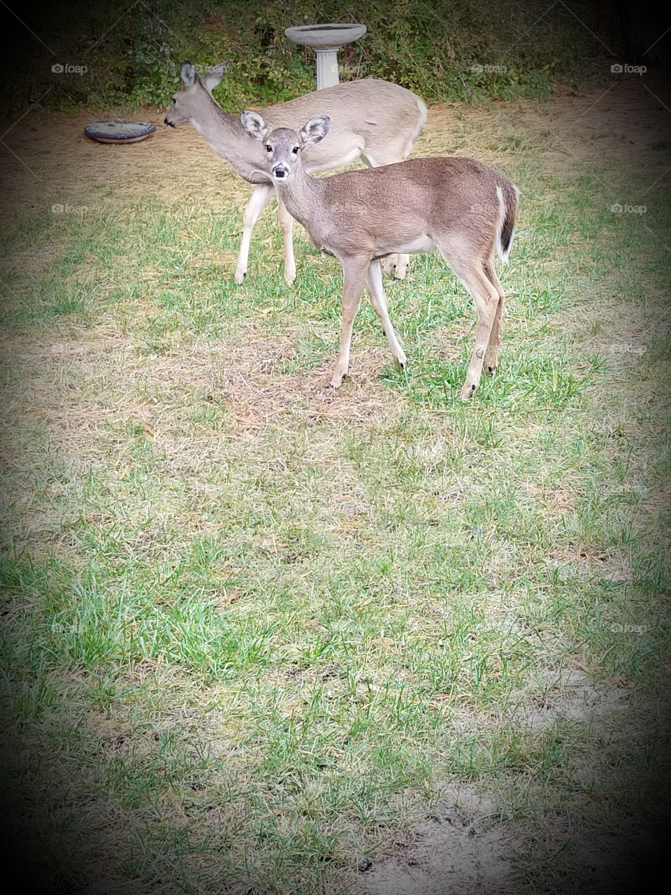 My backyard deer
