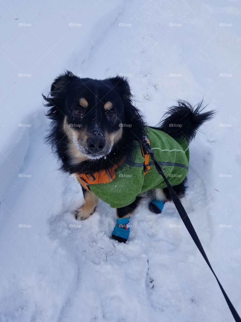 A mischievous dog in the winter.
