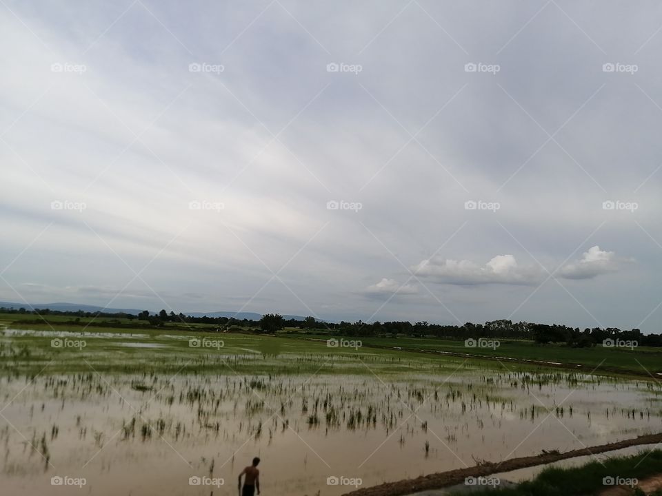 Flooded ricefield after the storm. The farmer never give​ up. Stay strong​ and​ positive​ to achieve​ success​ in rice business!