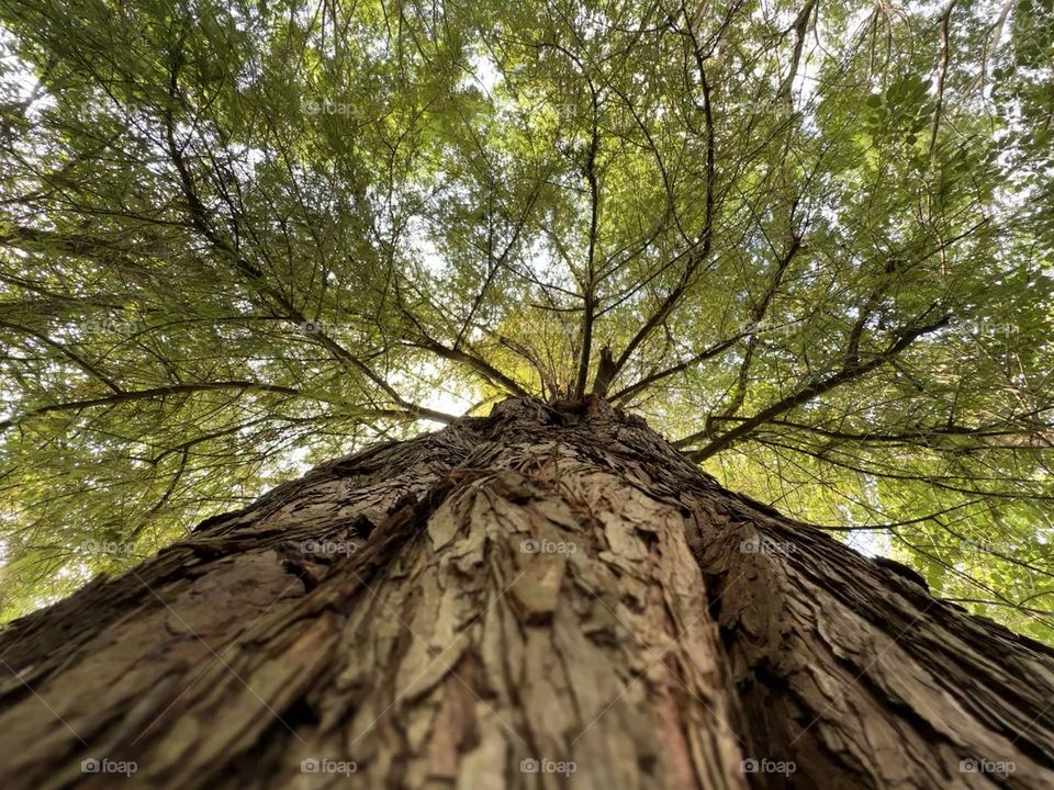 Big and tall tree closed up over its brown bark, leading to its branches and leaves in the sky.