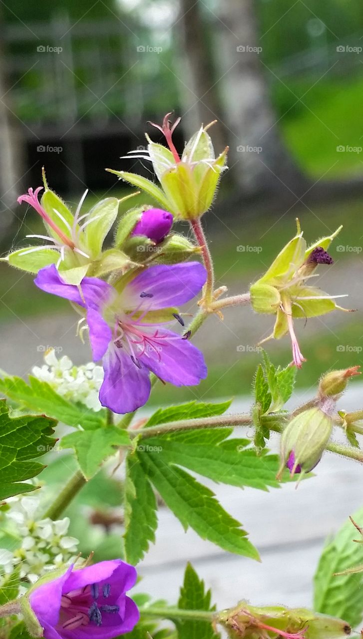 Midsummer flower!