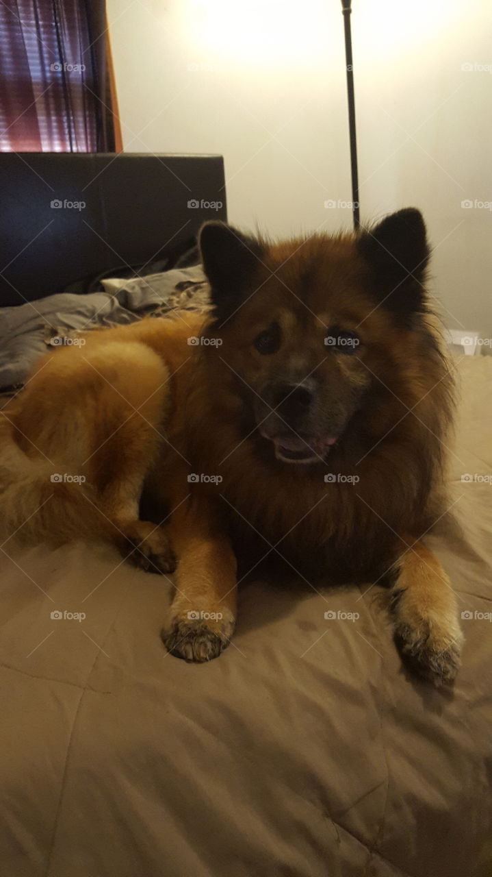 Dog, Canine, Mammal, Pet, Puppy