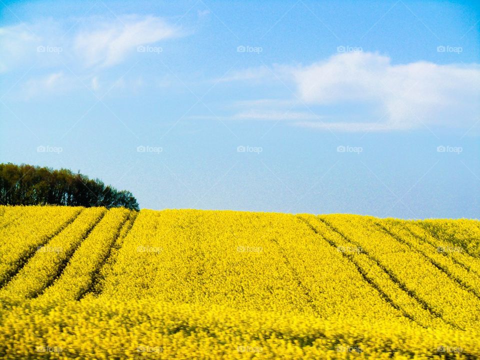 Rapefield