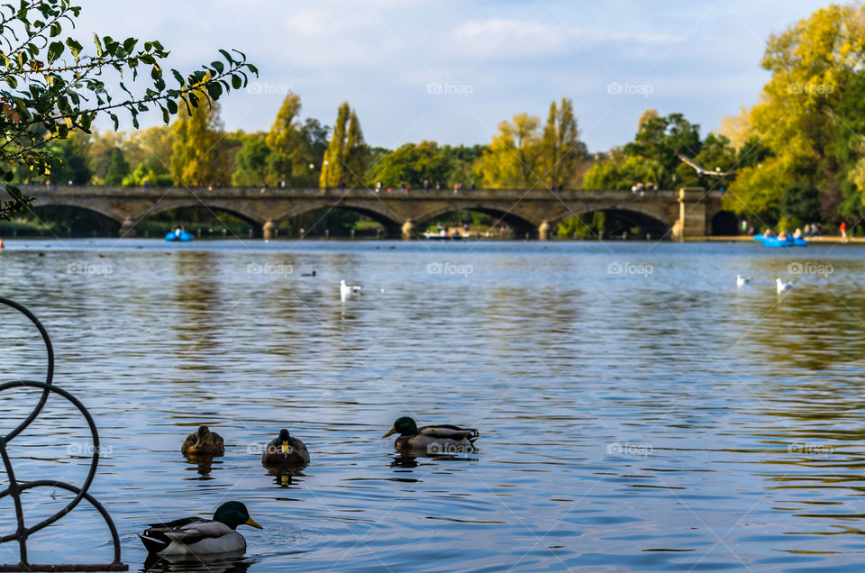 Ducks in a lake
