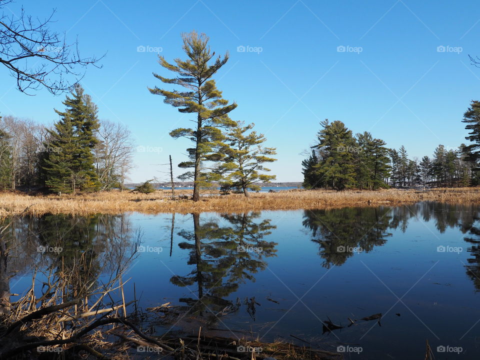 Trees mirrored in a lake in the Ludington State Park