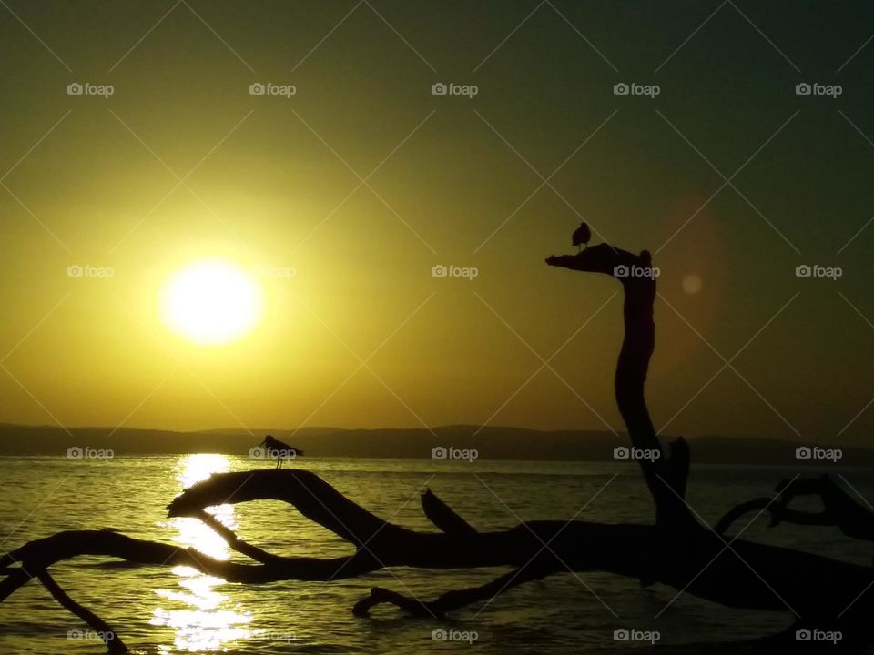 2 birds on a fallen tree at sunrise over the sea